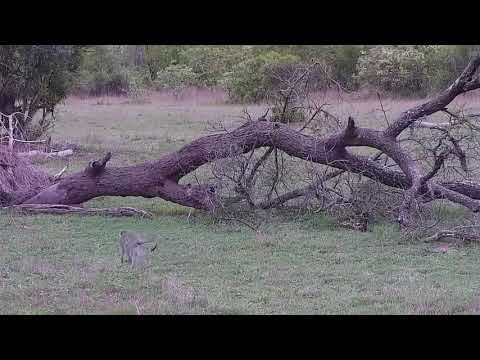 Djuma: Vervet Monkey goes into tree - 07:46 - 11/17/21