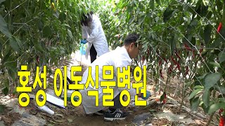 홍성 이동식물병원