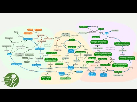 Complete Concept Map on: Iron Absorption, Transport and Storage for Medical Students