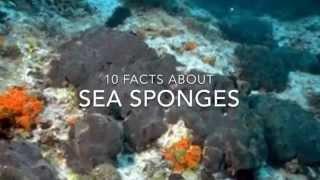 Suspension Feeder - Sea Sponge