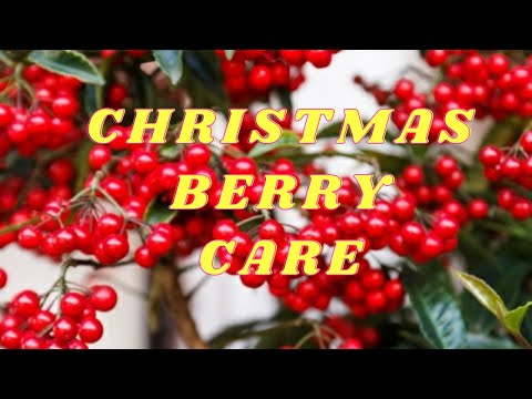 , title : 'HOW TO GROW & CARE FOR ARDISIA CRENATA || COMPLETE CARE GUIDE ON CHRISTMAS BERRY|| INTERESTING FACTS'