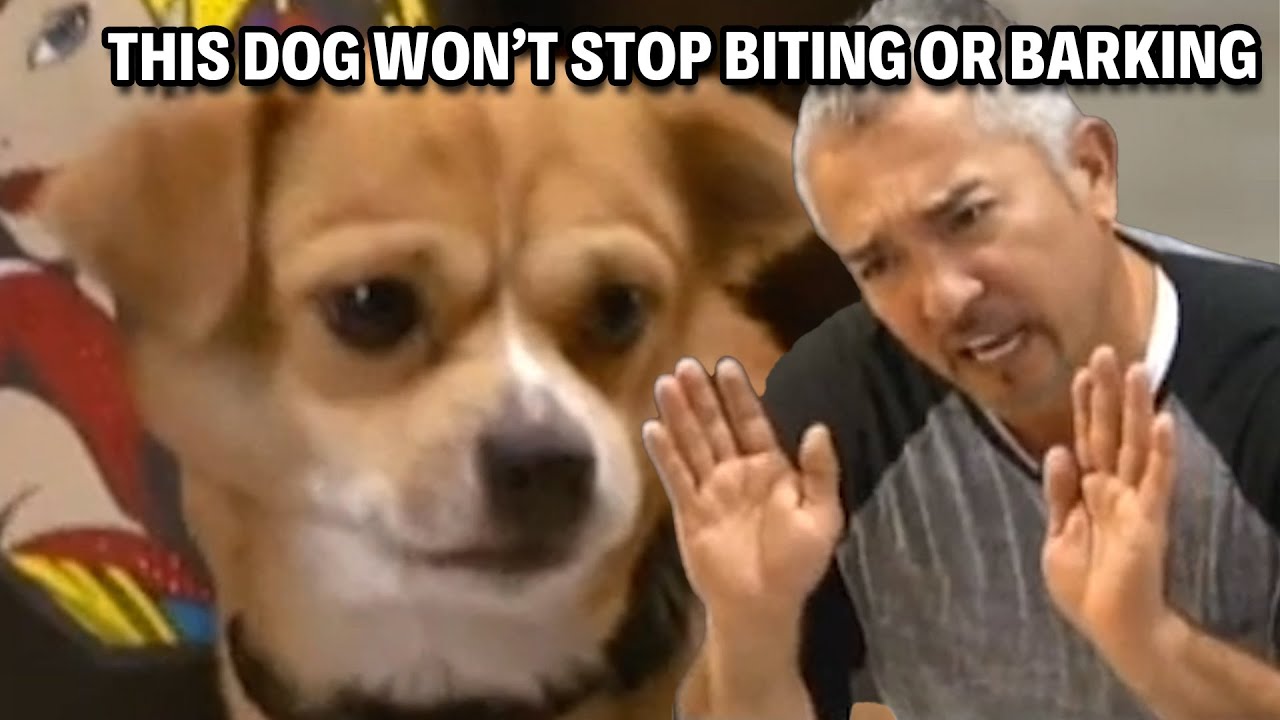 This Small Pup Is Testing My Patience! | Cesar 911 Throwbacks