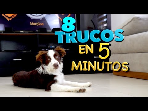 8 Dog Tricks in 5 Minutes - MartGon