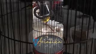 Download lagu Pleci dakun nembak ciblek gunung speed durasi mp3