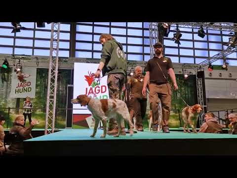 Bretonischer Vorstehhund   Epagneul Breton auf der Jagd und Hund 2023 in Dortmund