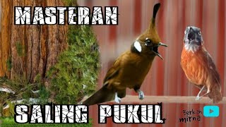 Download lagu 🔴MASTERAN SPESIAL PUKULAN CILILIN VS TEPUS KEPALA ABU GACOR DIJAMIN MASUK DI MURAI BATU ANDA mp3 Download lagu 🔴MASTERAN SPESIAL PUKULAN CILILIN VS TEPUS KEPALA ABU GACOR DIJAMIN MASUK DI MURAI BATU ANDA mp3