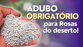 Adubo que NÃO PODE FALTAR nas Rosas do Deserto!