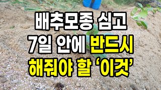배추모종 심고 7일 안에 반드시 꼭 해줘야 할 이것