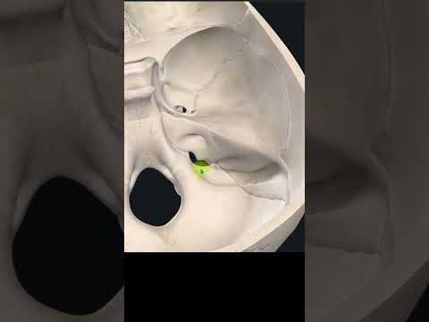 Agujeros de la Base del Cráneo