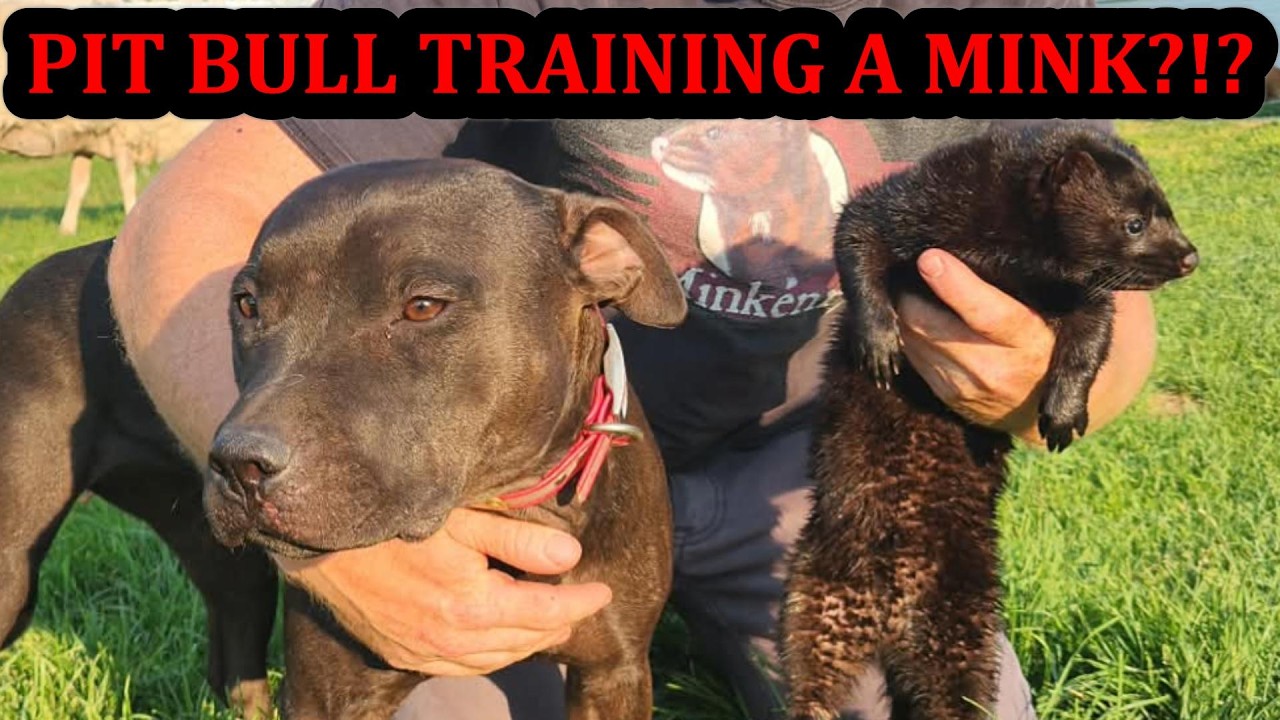 Grit the Pit Bull Training Thunder the Mink