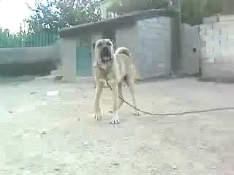 Aggressive Kurdish Kangal Dog