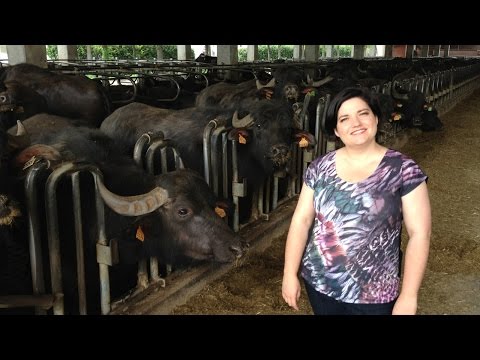 download lagu mp3 mp4 Buffalo Mozzarella Australia, download lagu Buffalo Mozzarella Australia gratis, unduh video klip Buffalo Mozzarella Australia