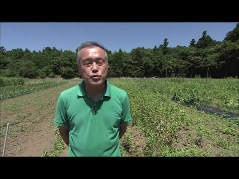 【福井県立大学】創造農学科　森川 峰幸 教授