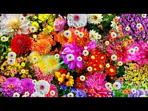 Видеофон!!! Осенние цветы 1 - футаж!!!