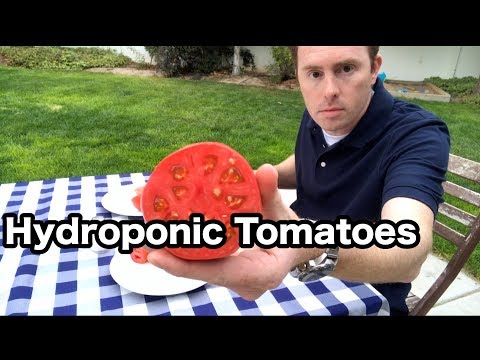 Hydroponic tomato taste test and final results — part 3