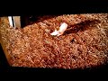 Charlotte S Web 2006 Trailer