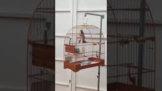 Pardo BREJO SP 083