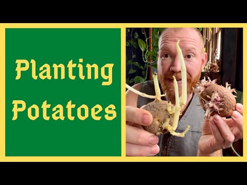 Potatoes: When To Plant & How To Chit - Early/Mid/Late Season Varieties Explained