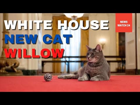 White House welcomes new cat named Willow
