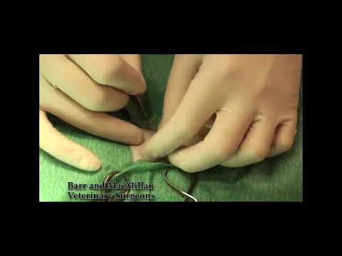 Cat Spay , Detailed surgical video HD