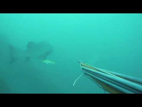 A HUGE Black Sea Bass scared the Crap out of me