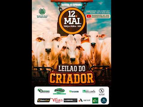 Leilão Especial do Sindicato Rural de Itapuranga -12/05/2026 | Leilão ao Vivo - Leilão de Gado