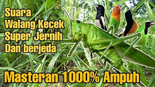 Download lagu Masteran 1000% ampuh | suara walang kecek super jernih dan berjeda mp3 Download lagu Masteran 1000% ampuh | suara walang kecek super jernih dan berjeda mp3