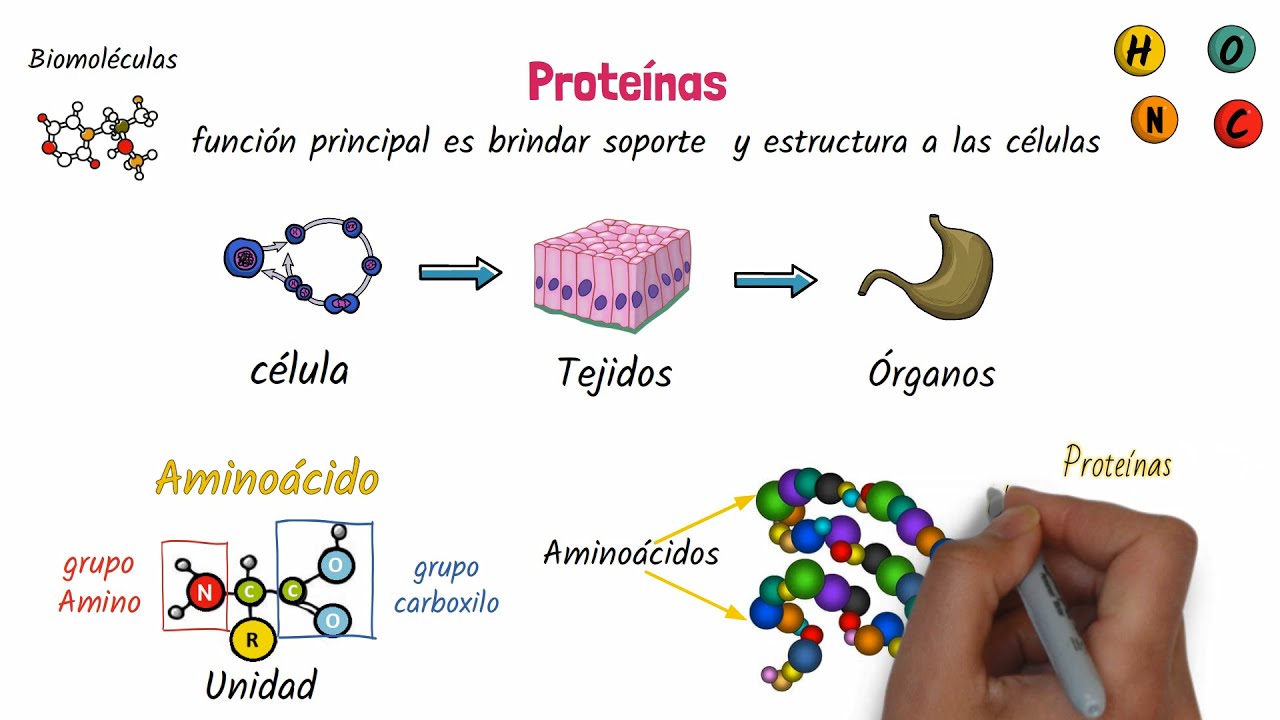Proteínas Biomoléculas