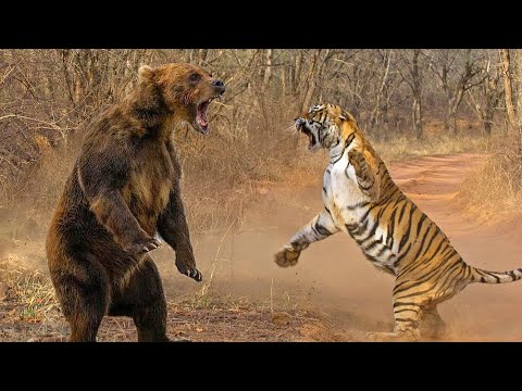 Дикая схватка Бурого Медведя с Амурским Тигром за Тайгу !!!