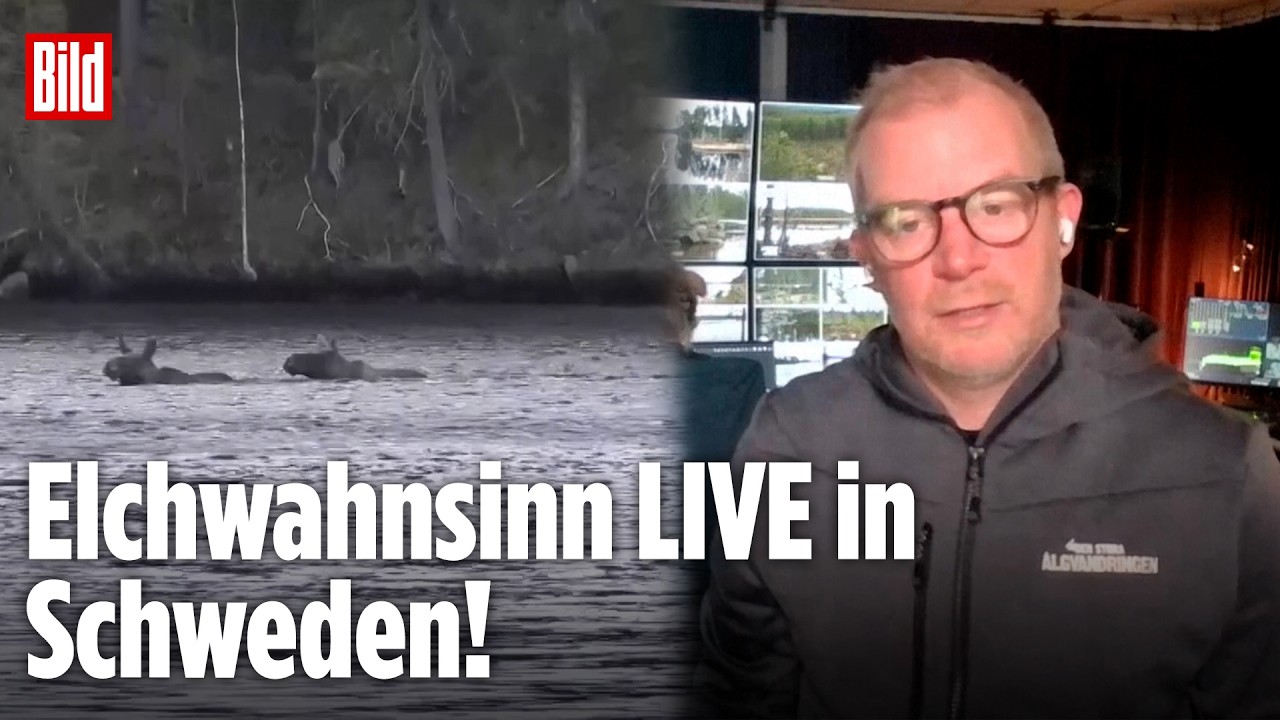 TV-Tradition in Schweden, Diese Elche begeistern Millionen!