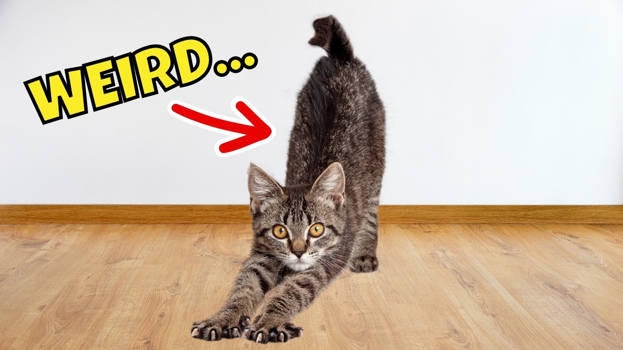 10 Weird Things Your Cat Does When They See You & Why