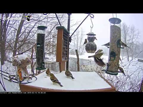 Snowy Day Close-ups And A Flurry Of Activity – Feb. 12, 2019