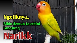 Download lagu Baru Dengar Ngetiknya, Lovebird Manapun Pasti Segera Narik, Suara Burung Lovebird Ngekek Panjang mp3