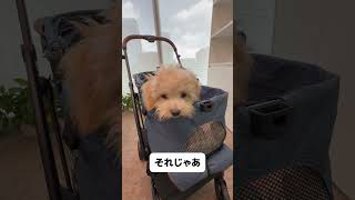 愛犬をスキャンした結果… #pettena #犬のいる暮らし #かわいい #犬 #stroller #dog #pets #暑さ対策 #可愛い#熱中症対策#夏のお出かけ#犬グッズ