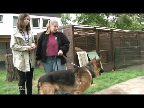 Pfötchen sucht Händchen Folge 59 - Die Shoppingtour