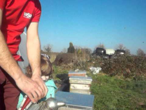 la albine 9 martie 2014