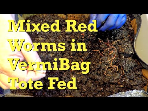 VermiBag Tote w red worm mix gets 17th feeding on day 170 - vermicompost