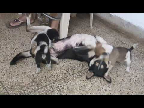 My dog with her new puppies