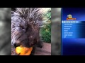 Preview Funny Fails