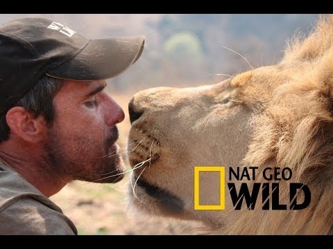 LIVING WITH LIONS -  Kevin Richardson - National Geographic WILD HD 2017 ♥