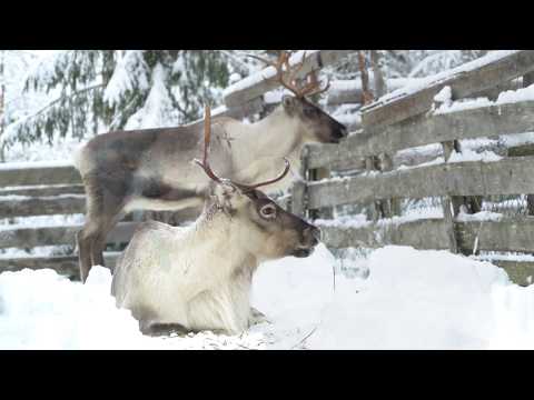 Anicare - Rudolf hallinta video thumbnail
