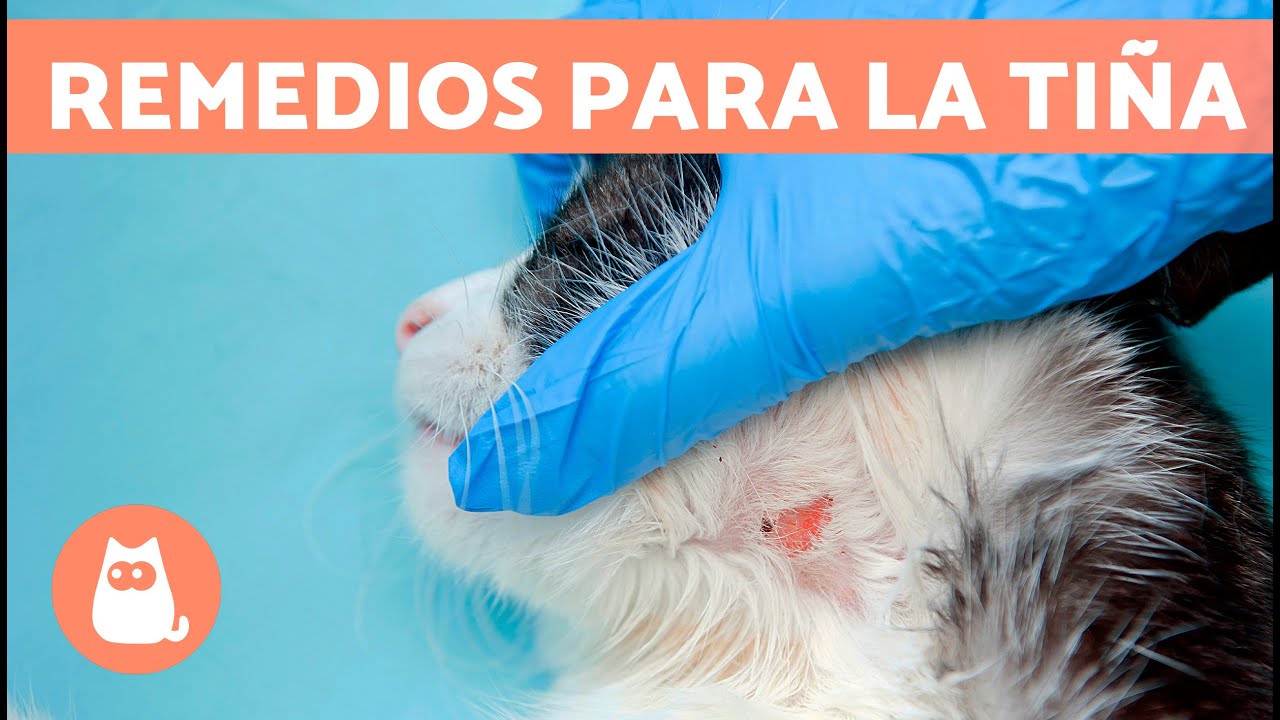 Watch 7 REMEDIOS CASEROS para la TIÑA en GATOS 🐱 Now 7 REMEDIOS CASEROS para la TIÑA en GATOS 🐱