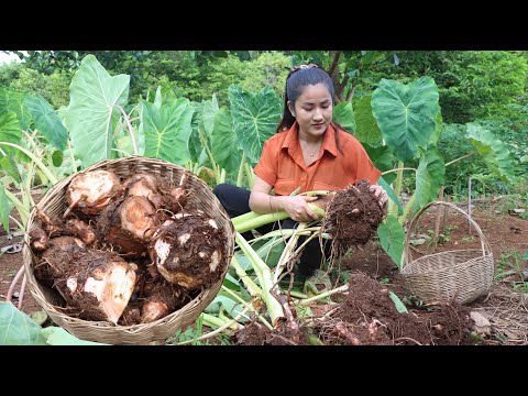 Countryside Vlog: Harvest taro root and cooking | Taro recipe