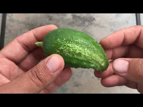 Cucumber Review: Lemon, Persian, Pickling, and Sandita/Cucamelon/Mexican Sour Gherkin Cucumbers