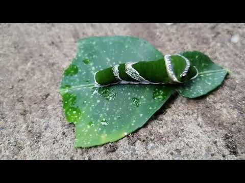 Caterpillar I Anong Ginagawa Mo Sa Aking Halamanan? RosaMaria's Channel