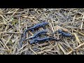 Herping Caledonia Wisconsin - Blue Spotted & Tiger Salamanders