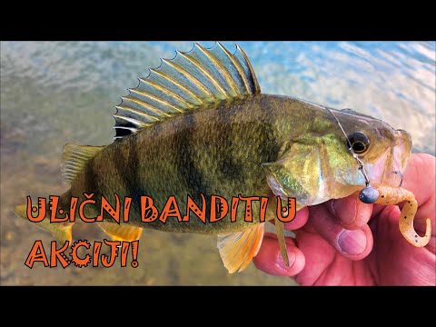 Ulično varaličarenje BANDARa na Savi_PERCH street fishing on the SAVA river