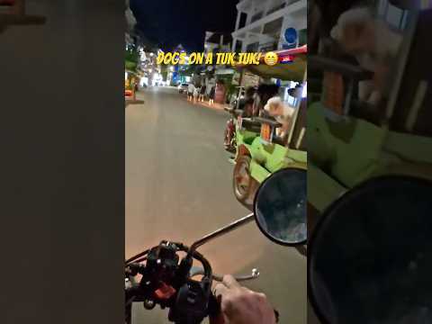 🇰🇭🐩 Dogs On A Tuk Tuk #cambodia #siemreap #tuktuk #visitcambodia #visitsiemreap #funny #dogs