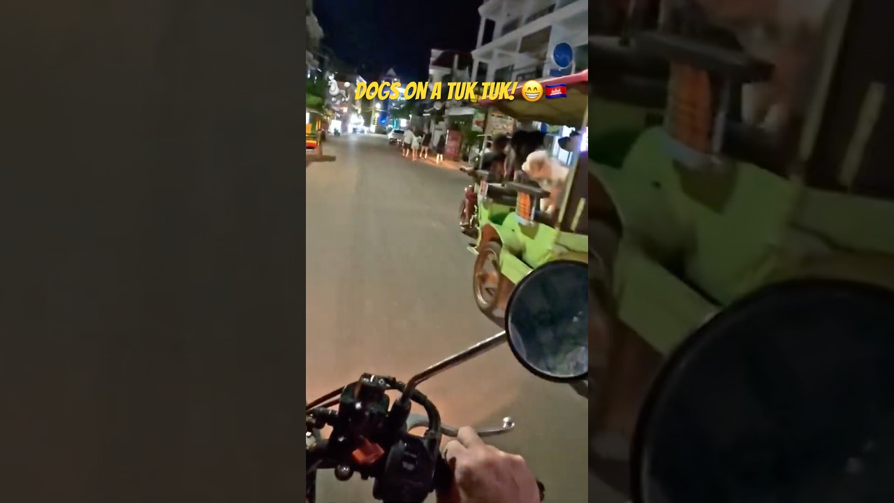 🇰🇭🐩 Dogs On A Tuk Tuk #cambodia #siemreap #tuktuk #visitcambodia #visitsiemreap #funny #dogs