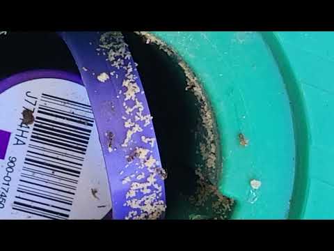 Sentricon® Station Full of Ants in Lincroft, NJ